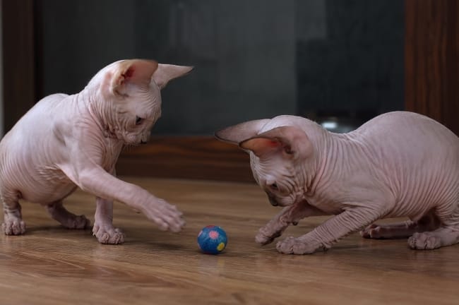 Kucing Sphynx, Si Unik Tanpa Bulu - Alodokter
