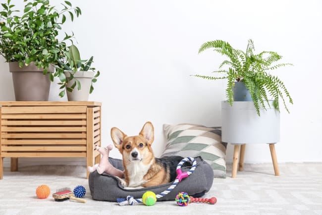 Anjing Corgi, Si Kerdil yang Cerdas dan Menggemaskan - Alodokter
