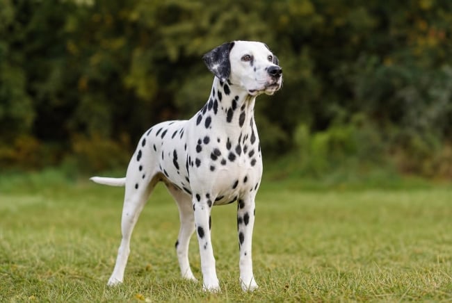 Anjing Dalmatian, Ini Ciri Khas, Risiko Kesehatan, dan Cara Merawatnya - Alodokter